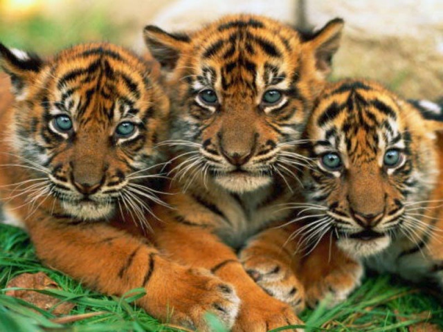 Bhután és Banglades is közzétette tigriseinek számát