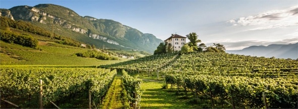 Két százalékkal nő idén a világon a bortermelés, Olaszország a világelső
