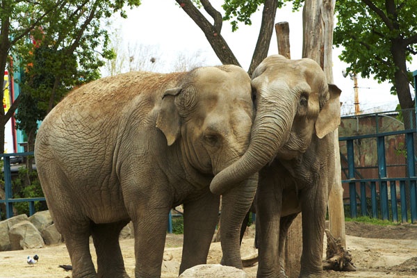 Elérte a 2014-es látogatói számot a budapesti állatkert