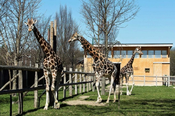 Májustól újra láthatók zsiráfok a Schönbrunni Állatkertben
