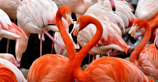 Flamingók, salsa és egy frissítő tengerkék likőr - ABC-szigetek 